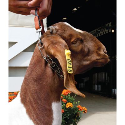 Image showing  5/8 in. Goat Collar with Leather and Pronged Chain, Chestnut