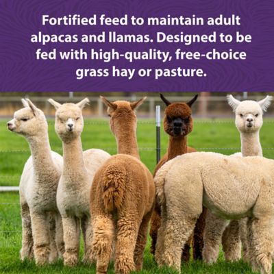 Image showing  Alpaca and Llama Maintenance Feed, 50 lb. Bag