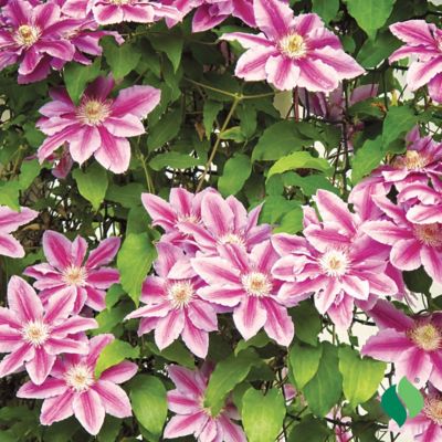 Image showing  Clematis Nelly Moser