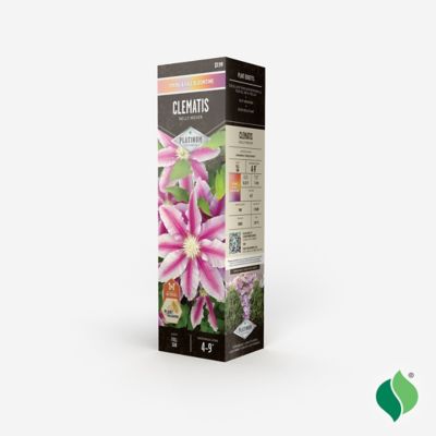 Image showing  Clematis Nelly Moser