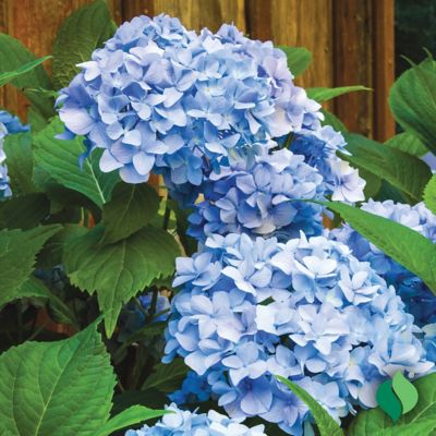 Image showing  Hydrangea Nikko Blue