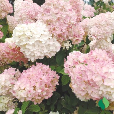 Image showing  Hydrangea Pee Gee