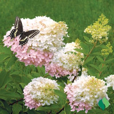 Image showing  Hydrangea Pee Gee