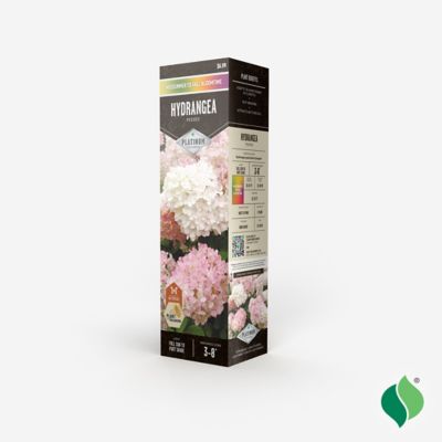 Image showing  Hydrangea Pee Gee