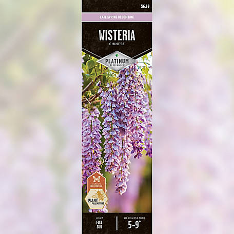 Degroot Vine Wisteria 1 Plant At Tractor Supply Co