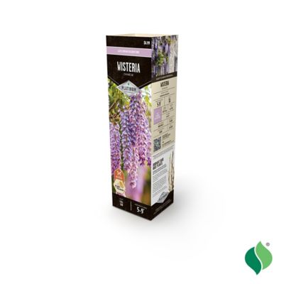 Image showing  Wisteria Chinese