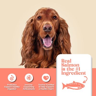 Image showing  Adult Salmon and Potato Formula Dry Dog Food