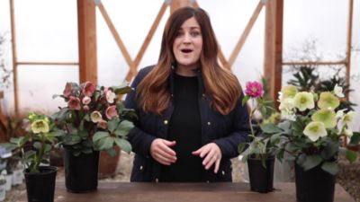 Image showing  8 lb. 100 sq. ft. Plant-Tone