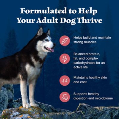 Image showing  Adult Grain-Free High-Protein Real Salmon Recipe Dry Dog Food