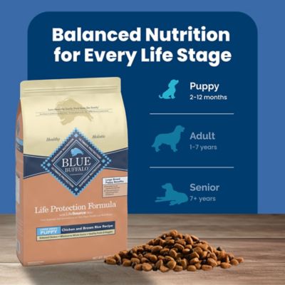 Image showing 6 th Blue Buffalo Life Protection Large Breed Puppy Chicken and Brown Rice Recipe Dry Dog Food