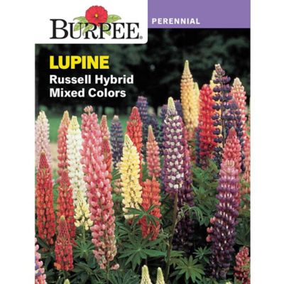 Burpee Per Lupine Russell Hybrid Seed Mix