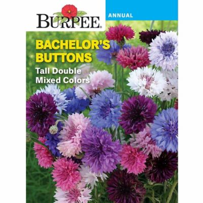 Burpee Bachelors Buttons Tall Double Seed Mix