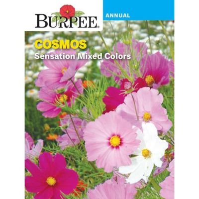 Burpee Cosmos Sensation Mix