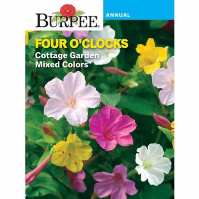 Burpee Four Oclock Mix