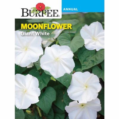 Burpee Moonflower Giant White