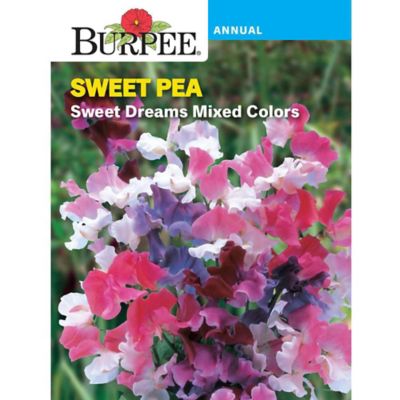 Burpee Sweet Pea Sweet Dreams Mix