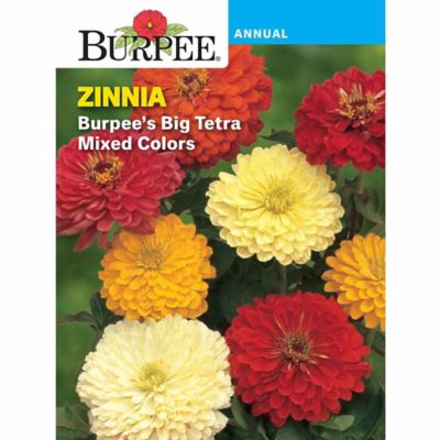 Burpee Zinnia Burpees Big Tetra Mix