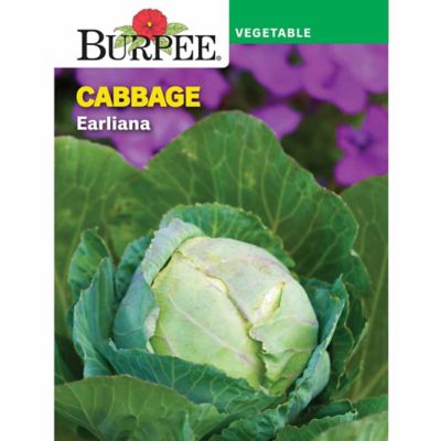 Burpee Cabbage Earliana