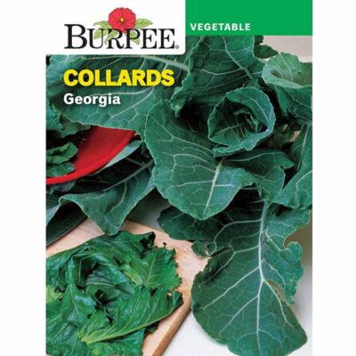 Burpee Collards Georgia