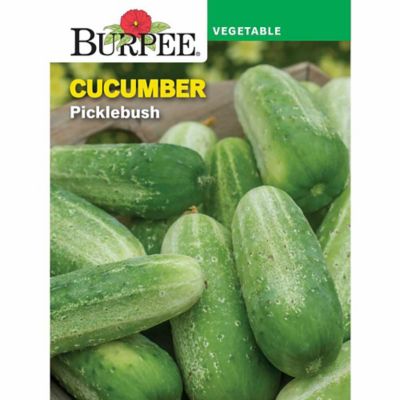 Burpee Picklebush Cucumber Seeds