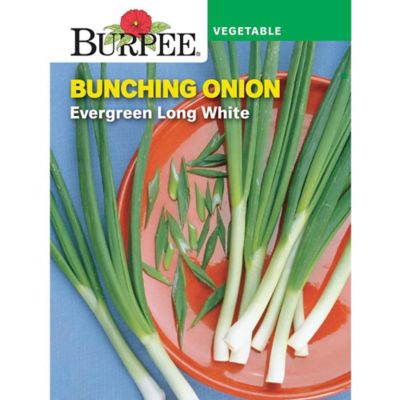 Burpee Onion Evergreen Long White Bunching