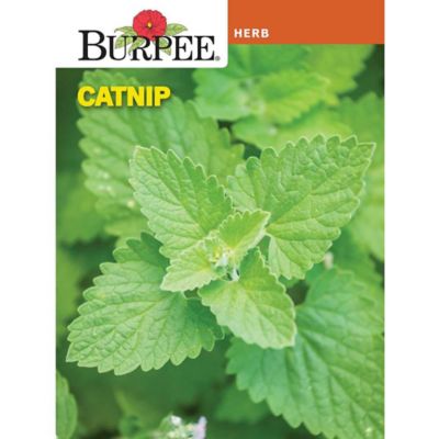 Burpee Herb Catnip