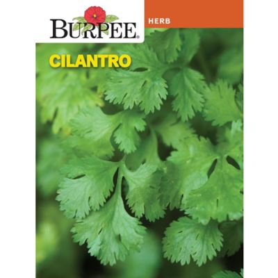 Burpee Herb Coriander Cilantro