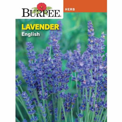 Burpee Lavender True Herb Seeds