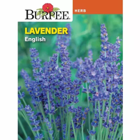 Burpee Lavender Real Herb Seeds Vegetable Seeds