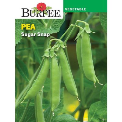 Burpee Scan Based