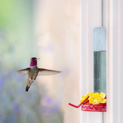 Image showing  8 oz. Window-Mount Hummingbird Feeder