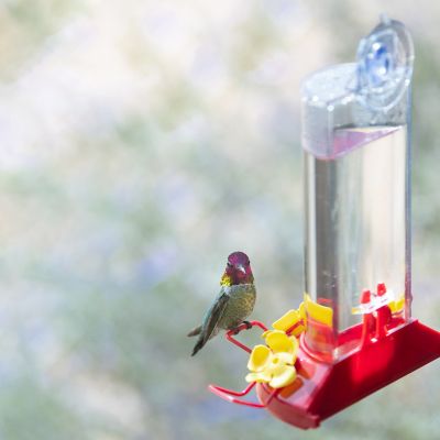 Image showing 5 th Perky-Pet 8 oz. Window-Mount Hummingbird Feeder