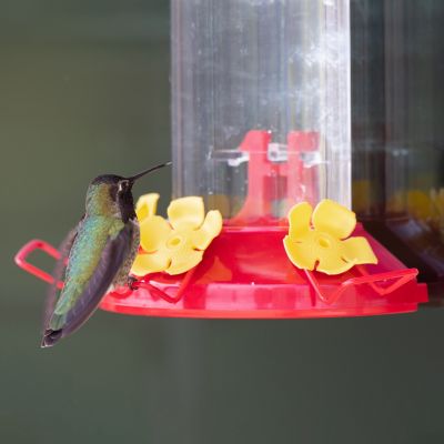 Image showing 6 th Perky-Pet 8 oz. Window-Mount Hummingbird Feeder