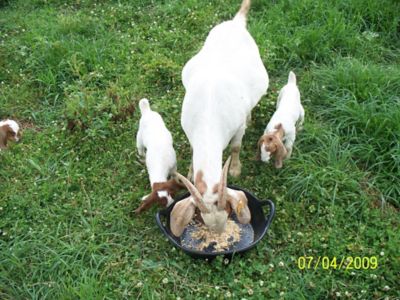 Image showing  3 gal. Rubber Feeder Pan with Handles