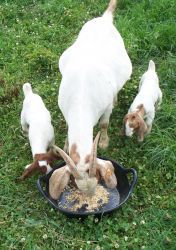 Image showing  3 gal. Rubber Feeder Pan with Handles