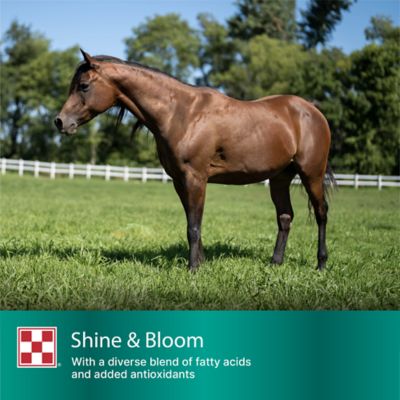 Image showing 5 th Purina Amplify High-Fat Horse Supplement