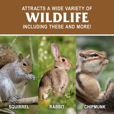 Image showing  Ear Corn Squirrel Feed, 15 lb.