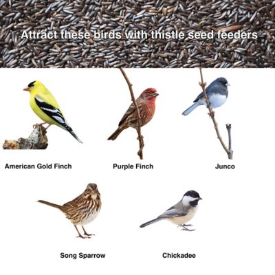 Image showing  0.75 lb. Have-A-Ball Finch Bird Feeder
