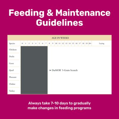 Image showing  5-Grain Scratch Poultry Feed Supplement, 10 lb.