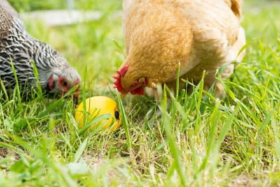Image showing  Chicken Treat Ball Toy