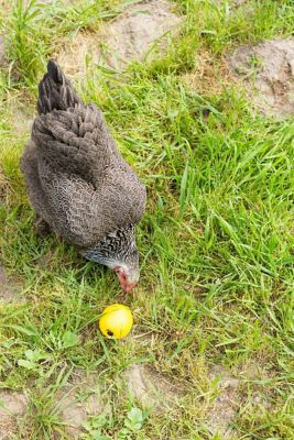 Image showing  Chicken Treat Ball Toy