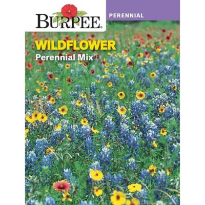 Perennial Wildflowers Perennial Mixed Colors