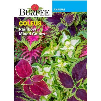 Coleus Rainbow Mix
