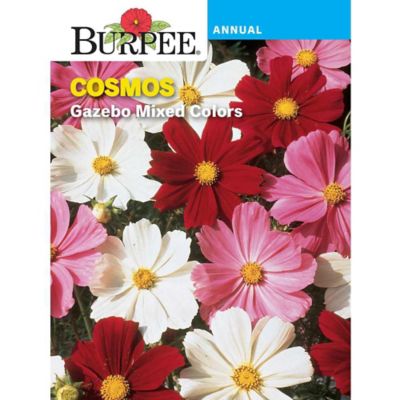 COSMOS GAZEBO MIX