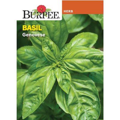 Herb Basil Genovese
