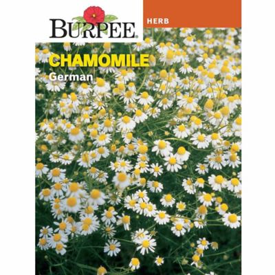 Herb Chamomile German