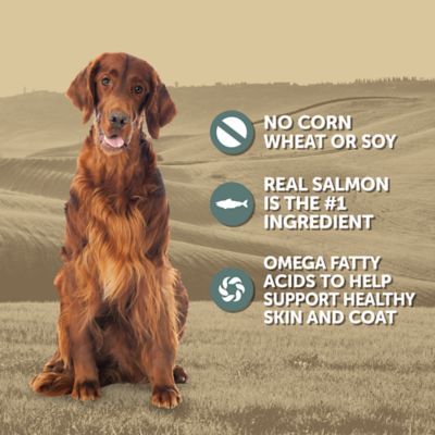 Image showing  Adult Salmon and Potato Recipe Wet Dog Food, 13.2 oz.