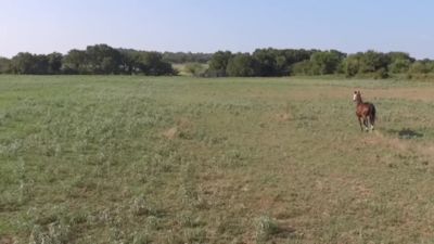 Image showing  Crusader Horse Fly Mask without Ears