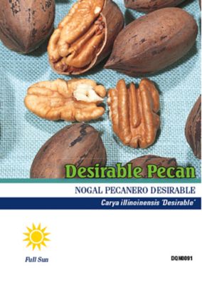 Image showing  6 gal. Pecan Tree