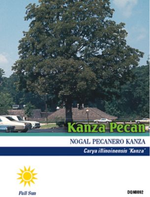 Image showing  6 gal. Pecan Tree